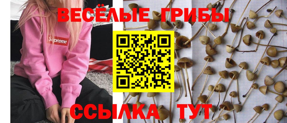 Новосибирск  Галлюциногенные грибы ЛСД  Галлюциногенные грибы Psilocybine cubensis  Вход с VPN 