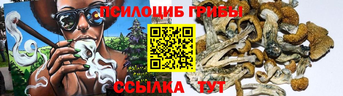 Галлюциногенные грибы Psilocybe Новосибирск